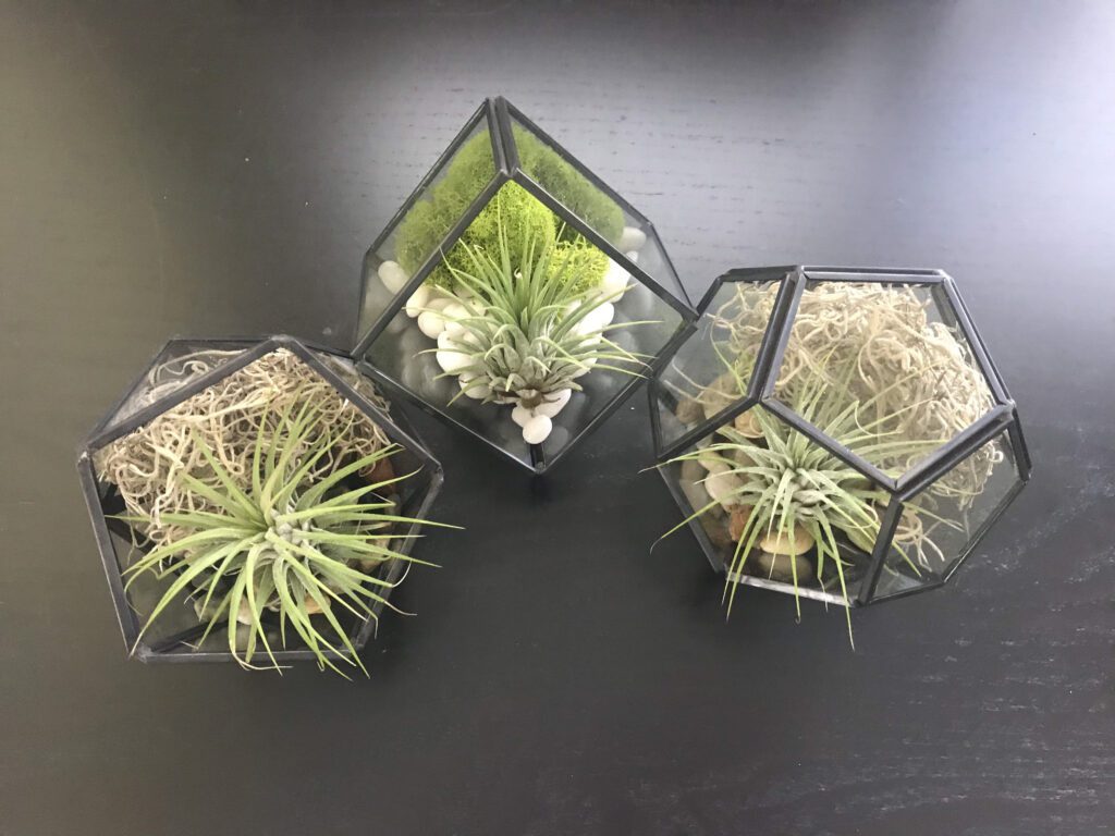 Modern Black Metal & Glass Air Plant Terrarium Kit, Diy Terrarium