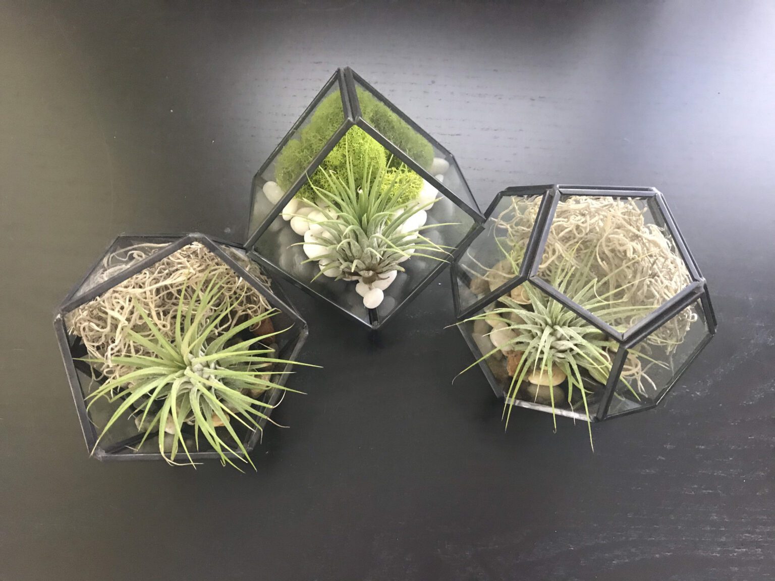 Modern Black Metal & Glass Air Plant Terrarium Kit, Diy Terrarium