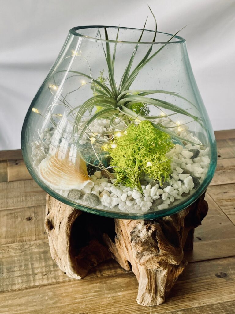 Molten Glass On Wood Root Base, Diy Plant Terrarium With Air Plant. Glass Terrarium. Open Option