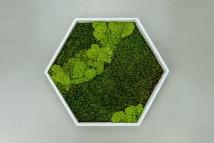 Moss Wall/Green Wall Art Preserved Moss Plant Décor Honeycomb Hexagon Office Svg