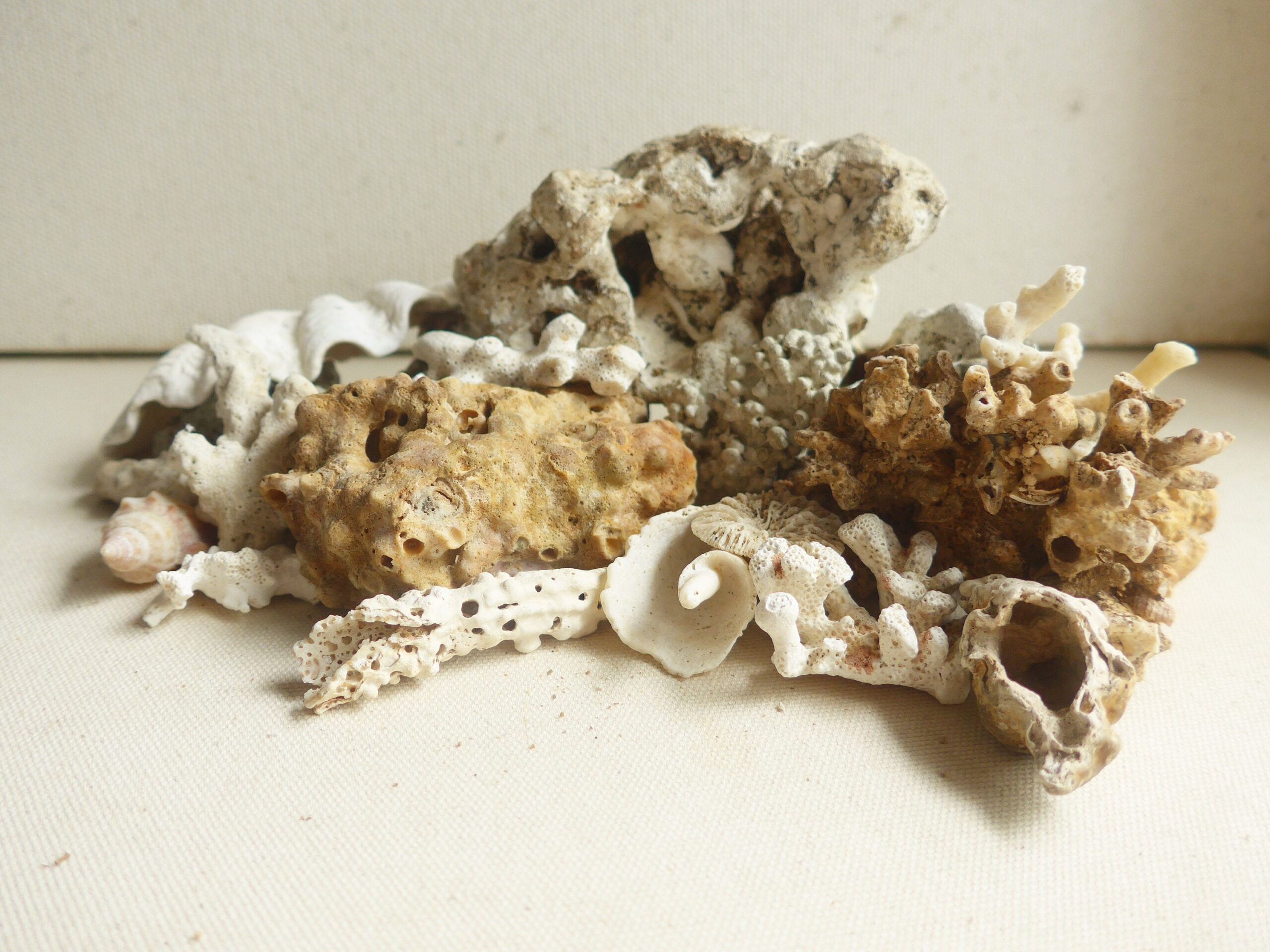 Natural Aquarium Supplies/Bulk Coral Stone Unique Beach Find Beach