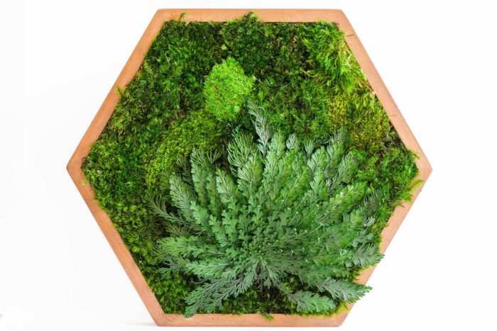 Preserved Moss & Plants Hexagon Wall Decor, Green Honeycomb, Stabilized Art, Honeycomb Frame