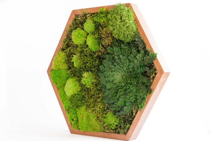 Preserved Plants Wall Art, Live Moss Honeycomb Wooden Frame, Hexagon Green Plant Gift