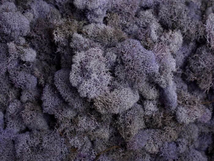 Preserved Reindeer Moss - Dusty Lavender