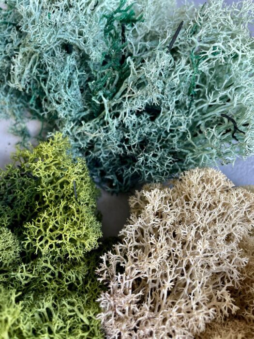 Reindeer Moss | Lichen Natural Preserved Terrarium Supplies Decoration Landscaping For Terrariums, Projects & Crafts