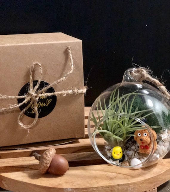 Small Air Plant Terrarium 3-4"/Ornament Kit /Glass Globe Gift Box