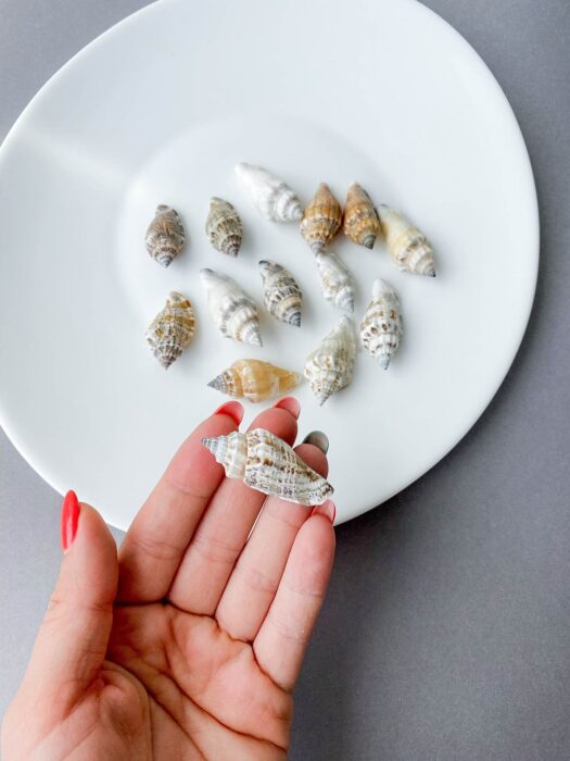 Small Sea Shell Mix For Terrarium, Crafts Supplies, Tiny Natural Seashells, Decor, Raw Materials, Beach Art Supply