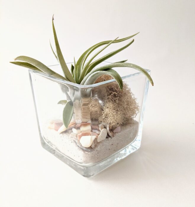 Square Glass Air Plant Vase Terrarium With Reindeer Moss, Shells & Sand