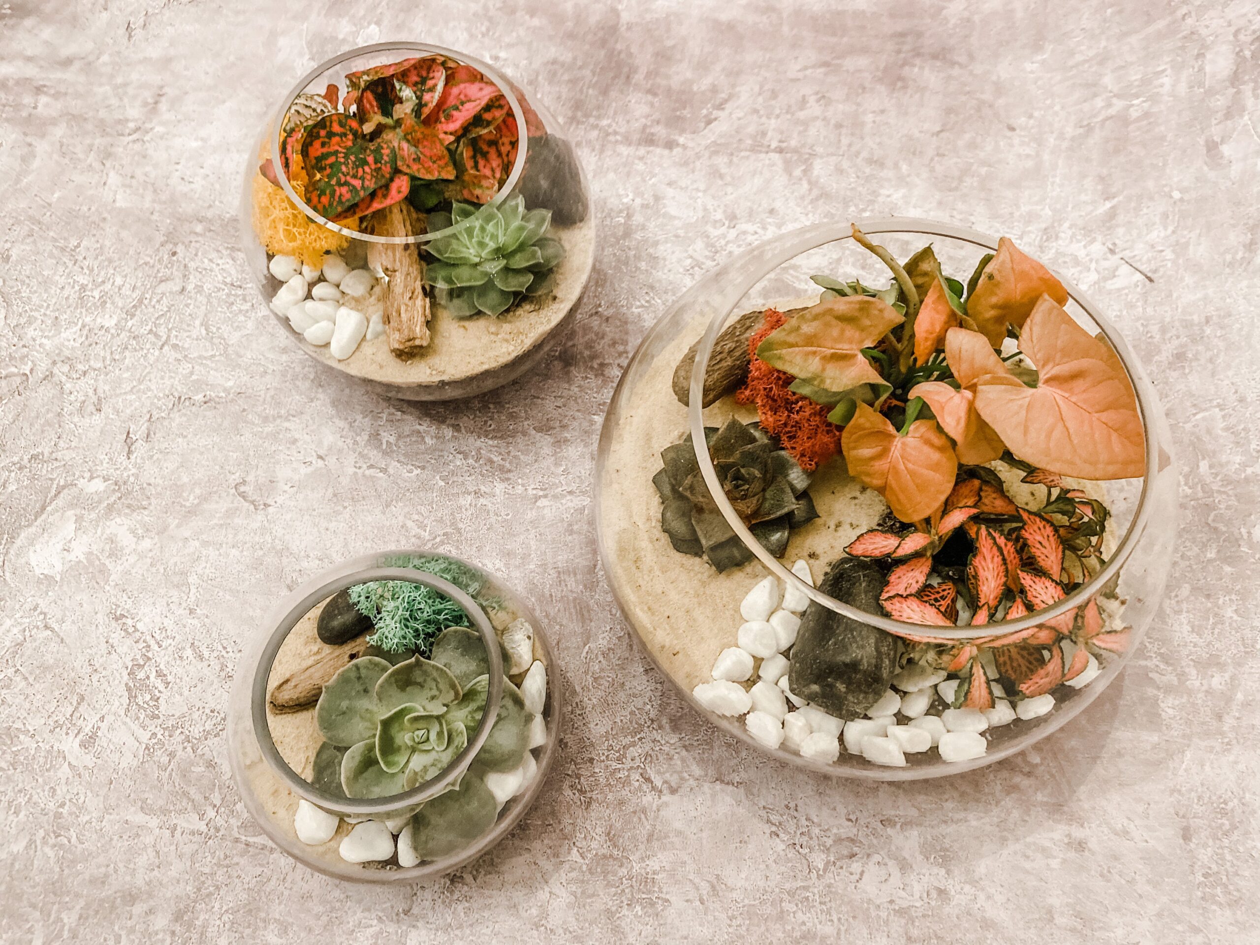 Terrarium Making Kit With Plants, Tools & Glass Indoor Garden