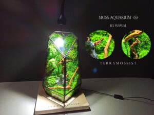 Terrarium Miniature Forest Naturel Plants Preserved Moss Driftwood Glass Geometric Container Art Ready To Fly Home Garden Decoration Nonlive