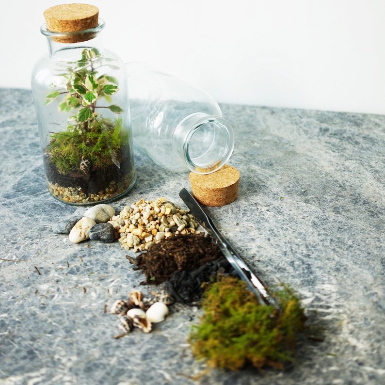 Terrarium Care Guide Terrarium Creations