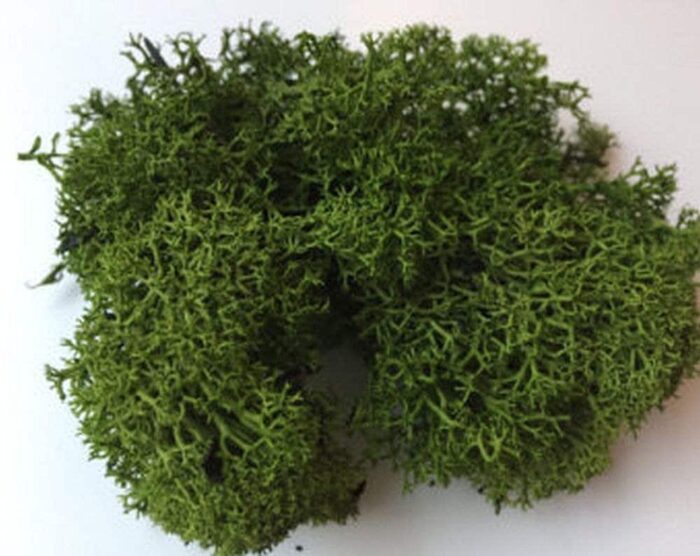 Artificial Moss | Forest Dark Green - Preserved Reindeer Moss For Air Plants, Tillandsia, Floristry, Hanging Basket, Airplant Decoration