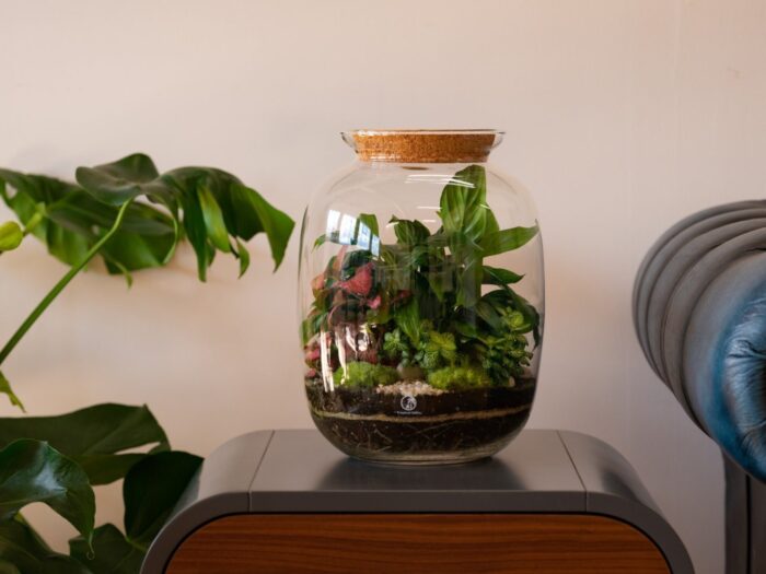 Diy Terrarium Kit With 32cm Glass Jar, Plants & Decorations "Bonn' | Complete Keg Shape Miniature Garden Bottle