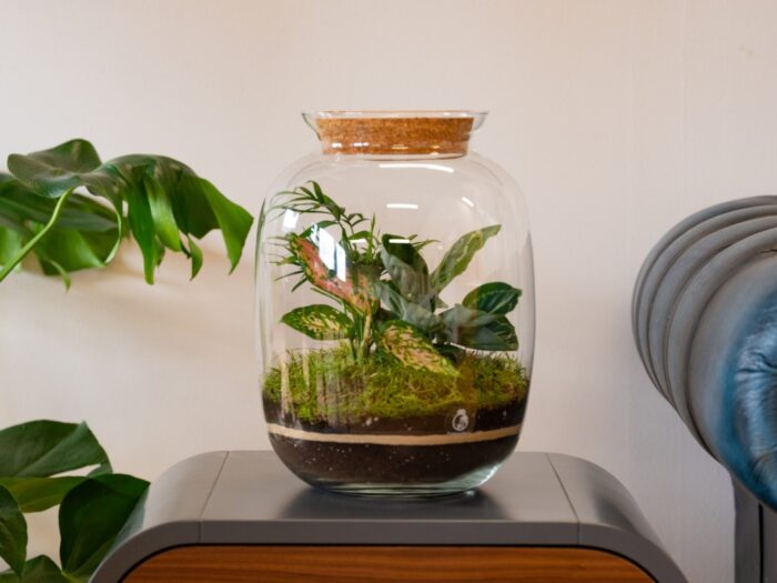 Diy Terrarium Kit With 32cm Glass Jar, Plants & Decorations | Complete Keg Shape Miniature Garden Bottle