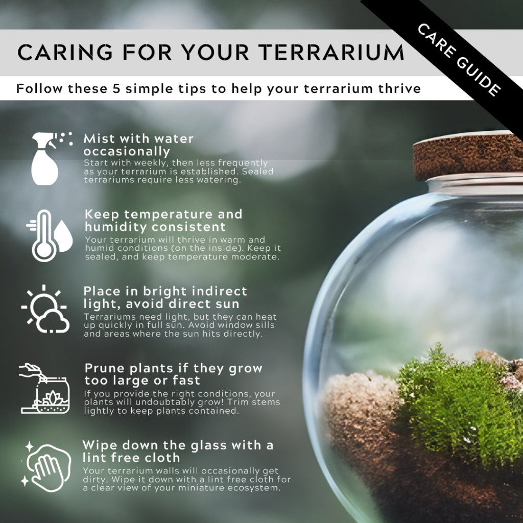 Top 8 tips to look after terrarium plants?