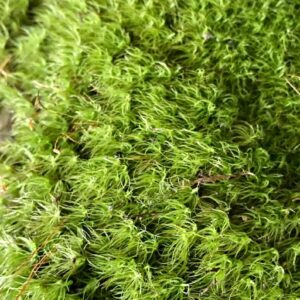 Live Sheet Moss (For Terrariums)