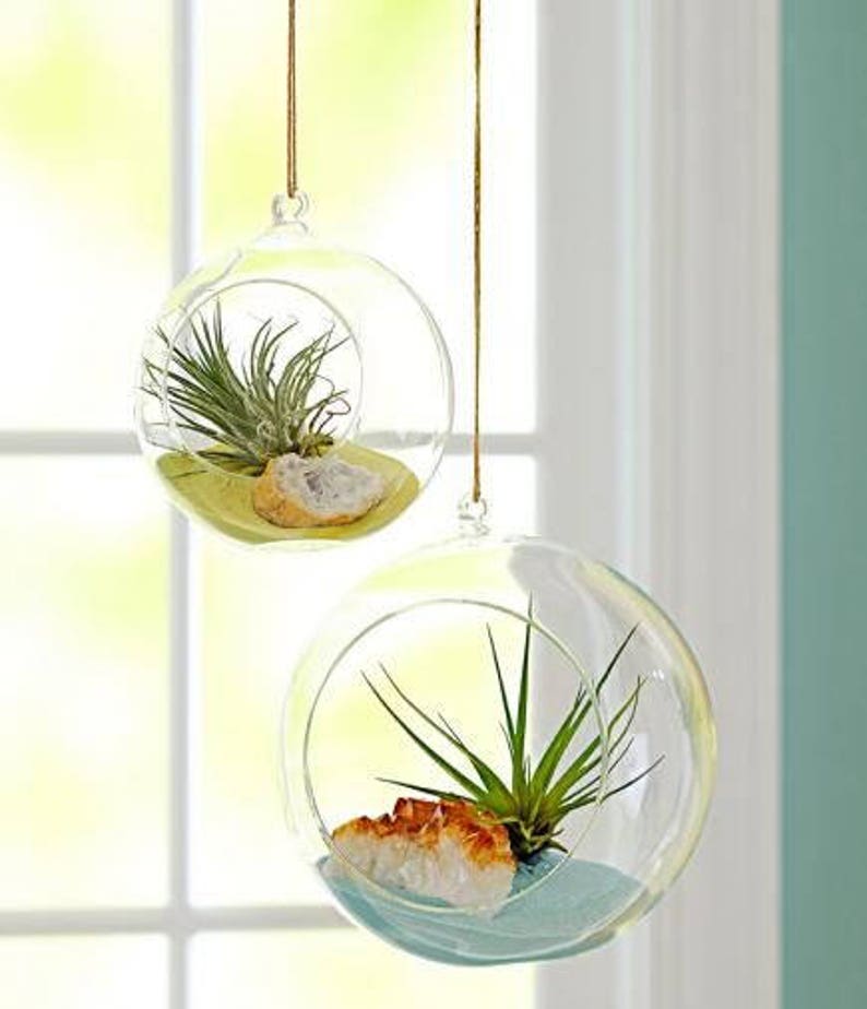 Hanging Glass Globe Terrariums (3″–6″ round bulb)