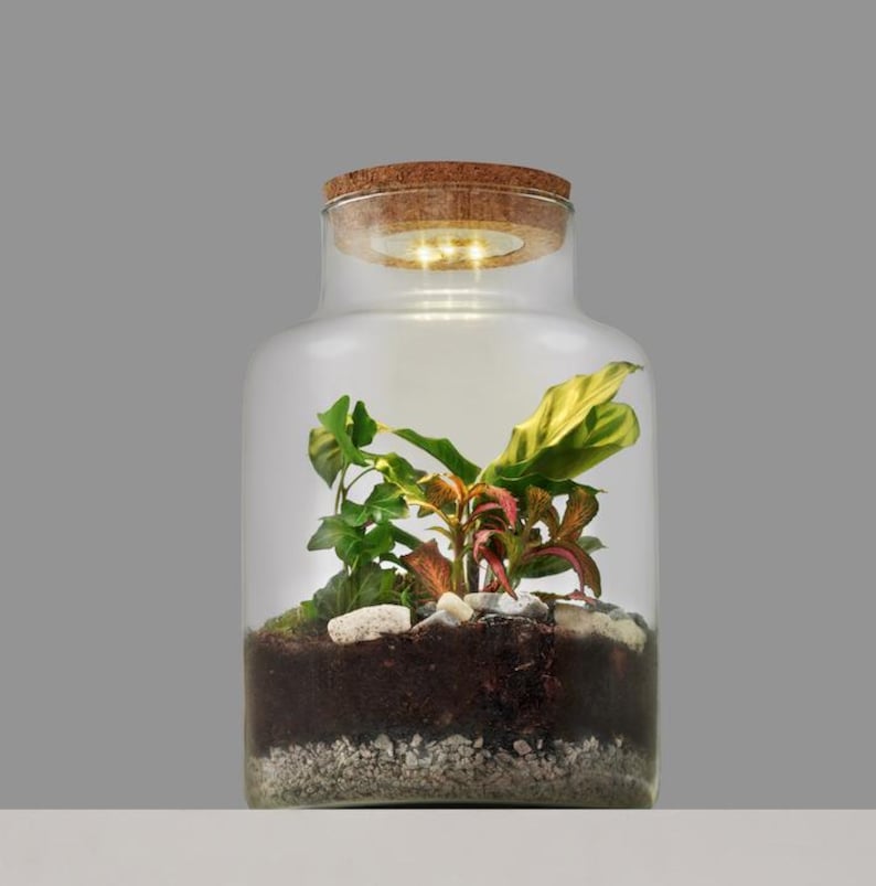 Glass Terrarium Jar with LED Cork Lid (lighted jar)
